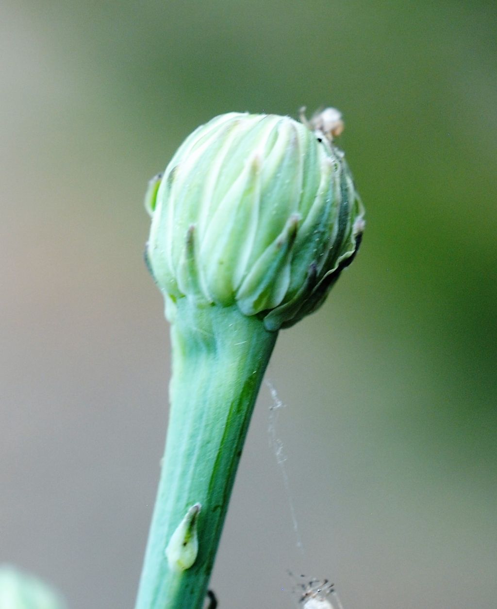 Asteracea in bosco litoraneo: Hypochaeris radicata da confermare